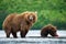 TheÂ KamchatkaÂ brownÂ bear, Ursus arctos